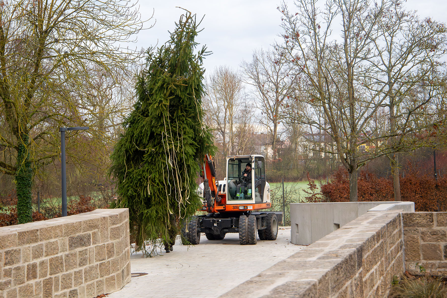 Bagger, der den Tannenbaum transportiert