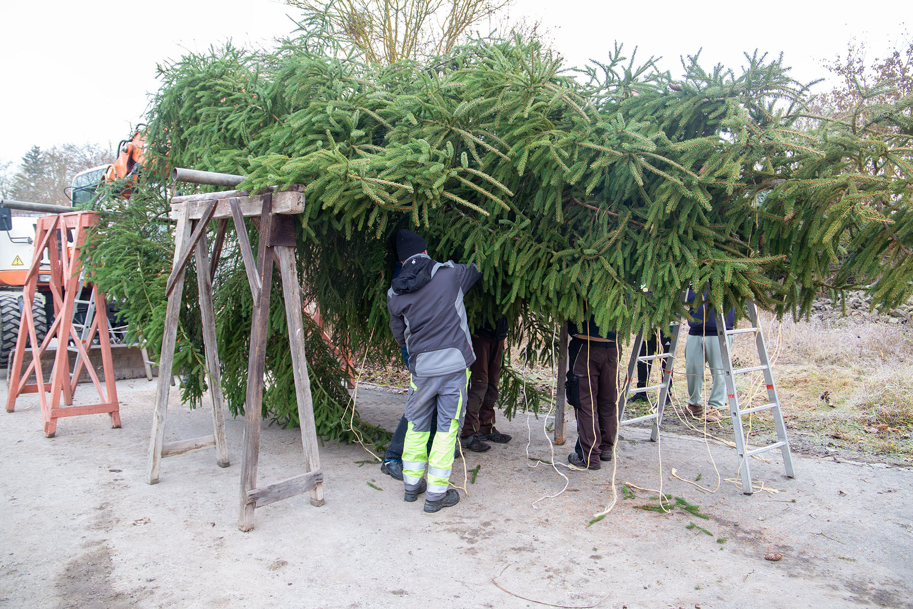 Der Tannenbaum liegt quer auf einem Gestellt, mehrere Männer arbeiten darunter