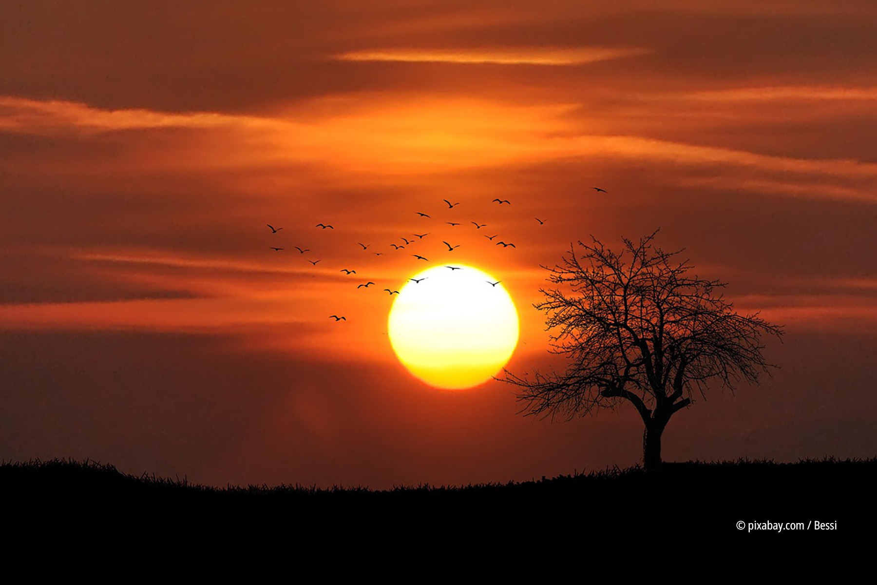 Sonnenuntergang am Horizont mit einem Baum an der Seite